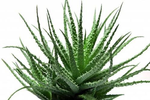 Aloe vera σε Men's Defence